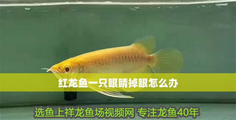 紅龍魚一只眼睛掉眼怎么辦