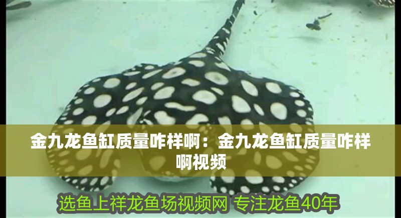 金九龍魚缸質量咋樣啊：金九龍魚缸質量咋樣啊視頻