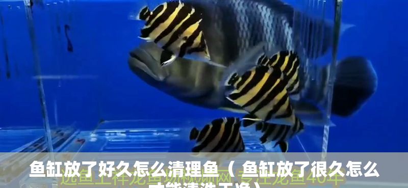 飛鳳魚 魚缸放了好久怎么清理魚( 魚缸放了很久怎么才能清洗干凈) 魟魚百科 魚缸放了好久怎么清理魚( 魚缸放了很久怎么才能清洗干凈) 魚缸放了好久怎么清理魚( 魚缸放了很久怎么才能清洗干凈) 魟魚百科