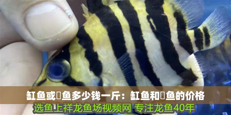 缸魚或魟魚多少錢一斤：缸魚和魟魚的價格