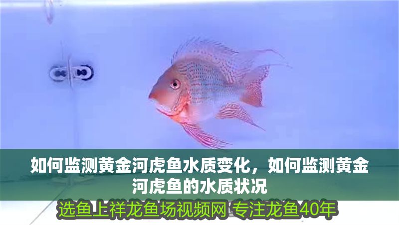 如何監(jiān)測(cè)黃金河虎魚水質(zhì)變化，如何監(jiān)測(cè)黃金河虎魚的水質(zhì)狀況