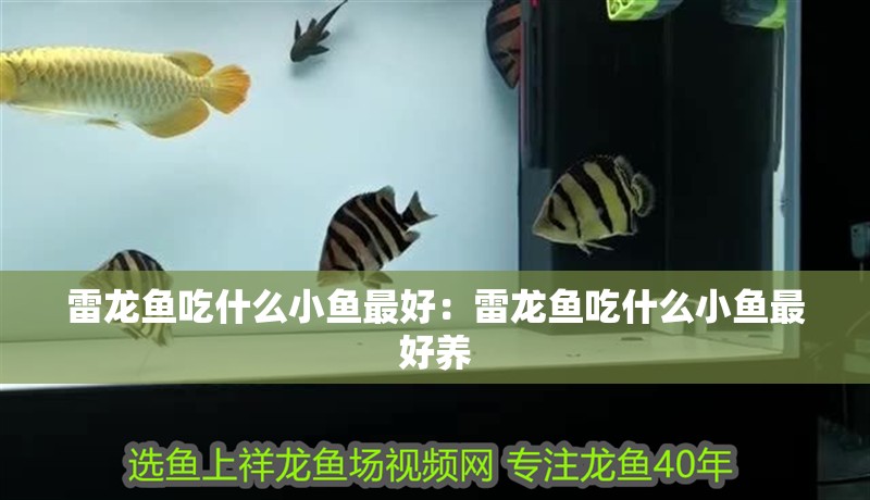 雷龍魚吃什么小魚最好：雷龍魚吃什么小魚最好養
