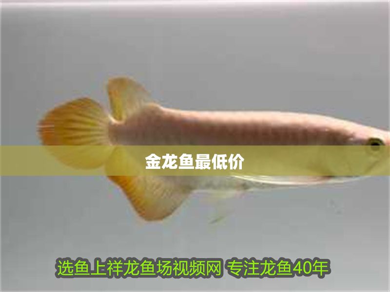 金龍魚最低價