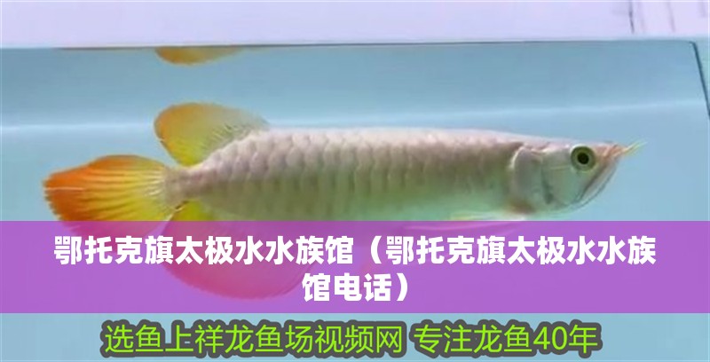 鄂托克旗太極水水族館（鄂托克旗太極水水族館電話） 鄂托克旗太極水水族館（鄂托克旗太極水水族館電話） 全國水族館企業(yè)名錄 第1張