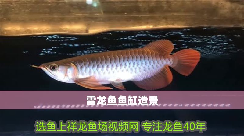 雷龍魚魚缸造景