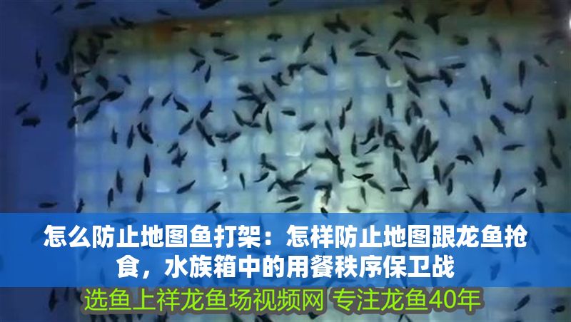 怎么防止地圖魚打架：怎樣防止地圖跟龍魚搶食，水族箱中的用餐秩序保衛戰