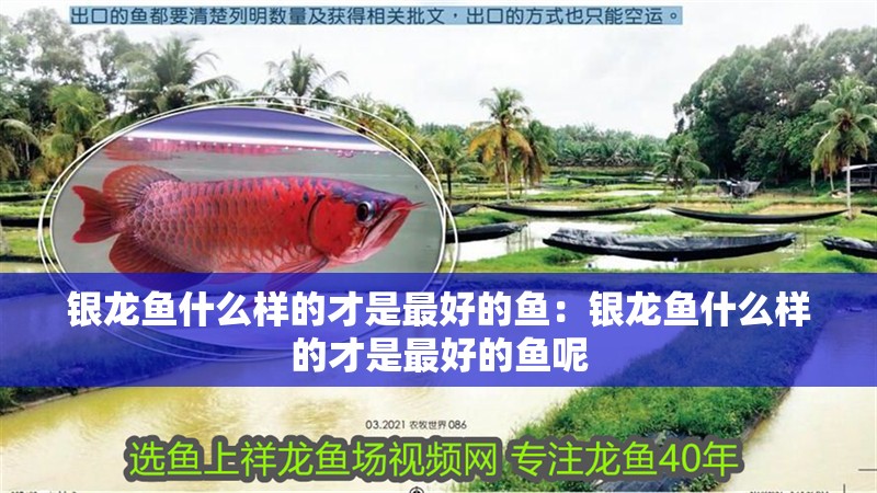銀龍魚什么樣的才是最好的魚：銀龍魚什么樣的才是最好的魚呢