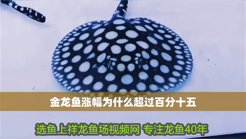 金龍魚漲幅為什么超過百分十五