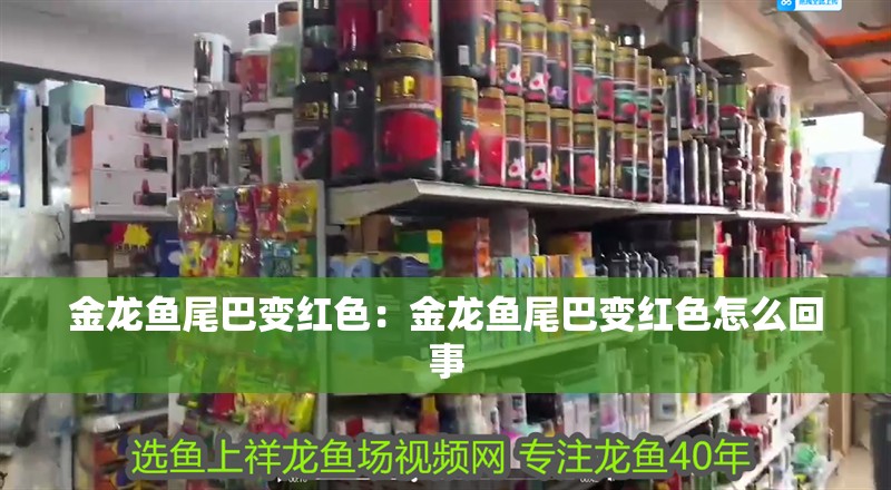 金龍魚尾巴變紅色：金龍魚尾巴變紅色怎么回事