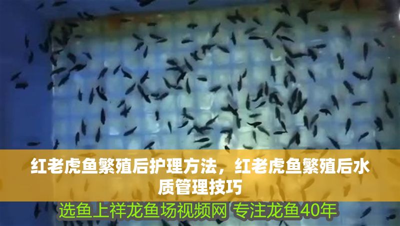 紅老虎魚繁殖后護理方法，紅老虎魚繁殖后水質管理技巧