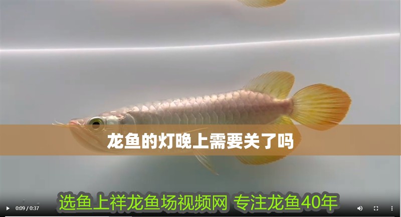 龍魚的燈晚上需要關了嗎