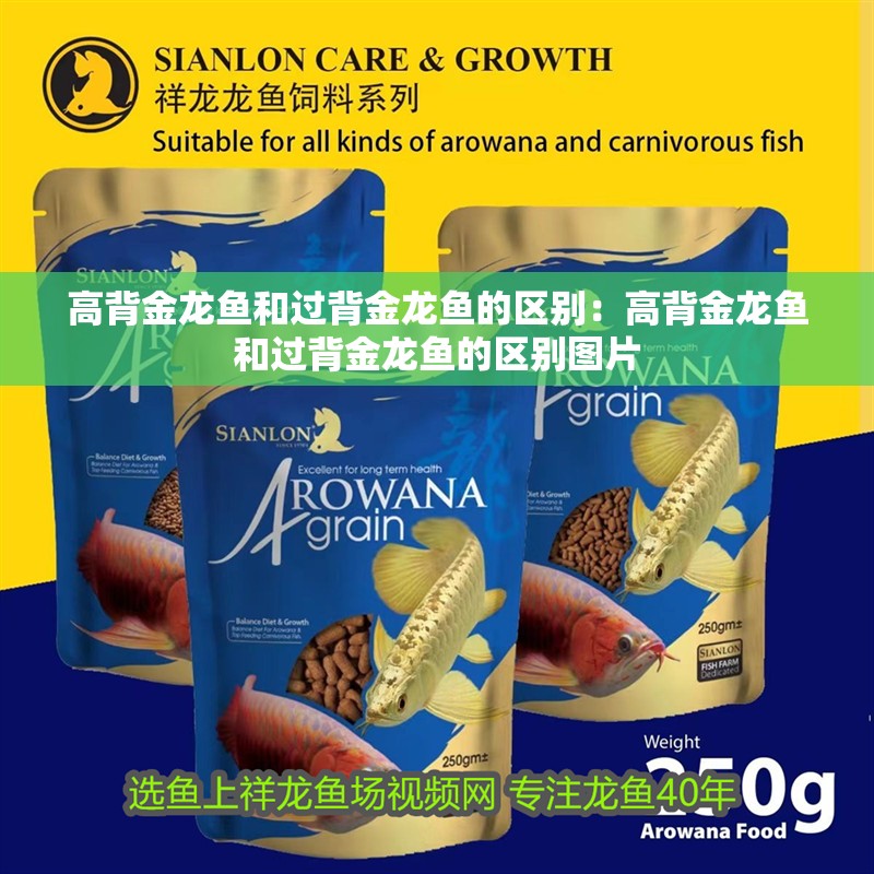 高背金龍魚和過背金龍魚的區(qū)別：高背金龍魚和過背金龍魚的區(qū)別圖片