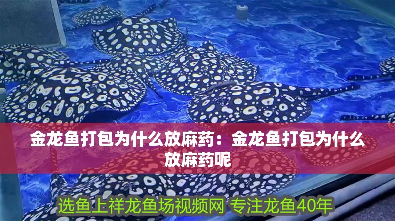 金龍魚打包為什么放麻藥:金龍魚打包為什么放麻藥呢 水族問答 金龍魚打包為什么放麻藥:金龍魚打包為什么放麻藥呢 金龍魚打包為什么放麻藥:金龍魚打包為什么放麻藥呢 水族問答