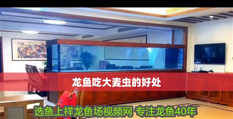 龍魚吃大麥蟲的好處