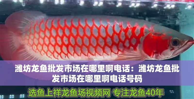 濰坊龍魚批發市場在哪里啊電話：濰坊龍魚批發市場在哪里啊電話號碼