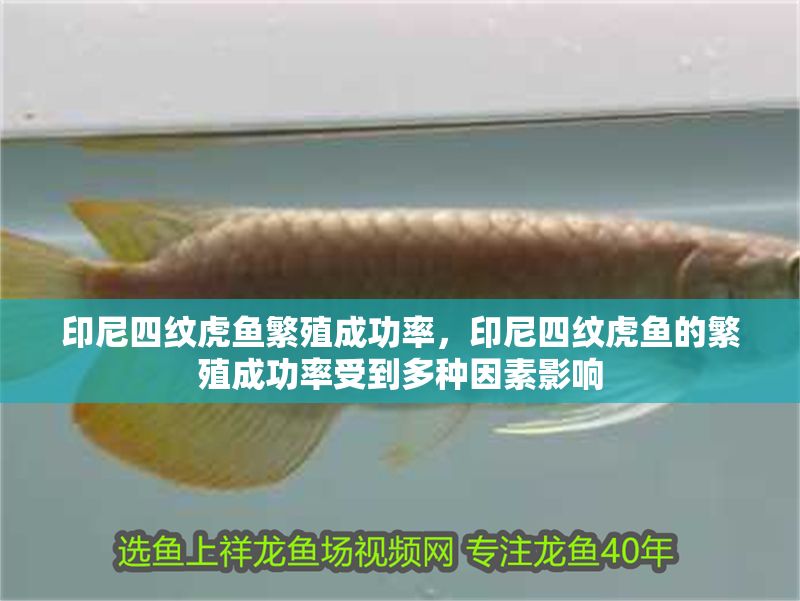 印尼四紋虎魚繁殖成功率，印尼四紋虎魚的繁殖成功率受到多種因素影響 印尼四紋虎魚繁殖成功率，印尼四紋虎魚的繁殖成功率受到多種因素影響 虎魚百科 第2張