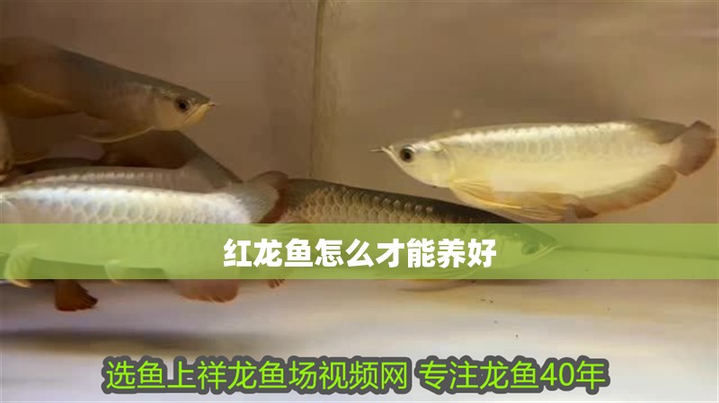 紅龍魚怎么才能養好 紅龍魚怎么才能養好 龍魚百科 第1張