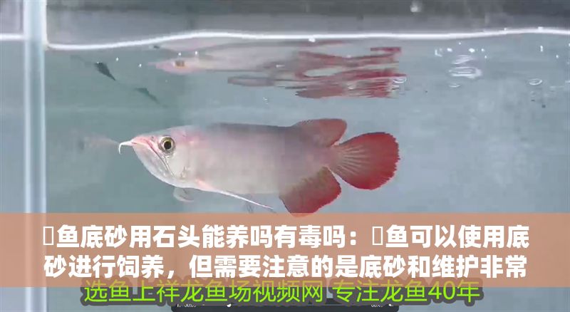 魟魚底砂用石頭能養嗎有毒嗎：魟魚可以使用底砂進行飼養，但需要注意的是底砂和維護非常重要 魟魚底砂用石頭能養嗎有毒嗎：魟魚可以使用底砂進行飼養，但需要注意的是底砂和維護非常重要 魟魚百科 第2張
