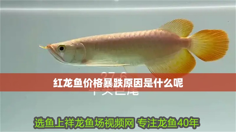 紅龍魚(yú)價(jià)格暴跌原因是什么呢