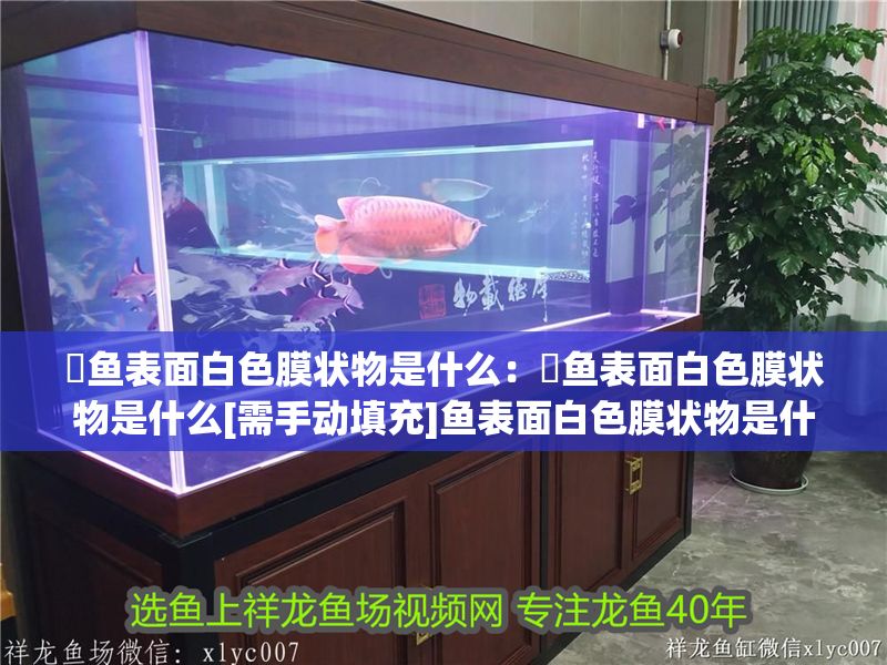 魟魚(yú)表面白色膜狀物是什么：魟魚(yú)表面白色膜狀物是什么[需手動(dòng)填充]魚(yú)表面白色膜狀物是什么 魟魚(yú)表面白色膜狀物是什么：魟魚(yú)表面白色膜狀物是什么[需手動(dòng)填充]魚(yú)表面白色膜狀物是什么 魟魚(yú)百科 第2張