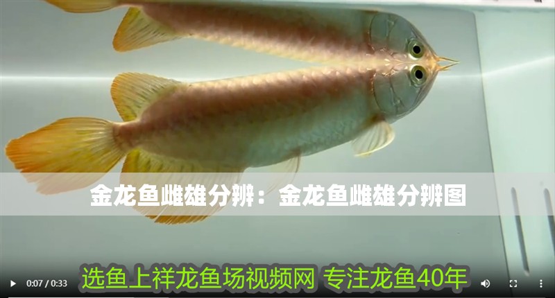 金龍魚(yú)雌雄分辨：金龍魚(yú)雌雄分辨圖