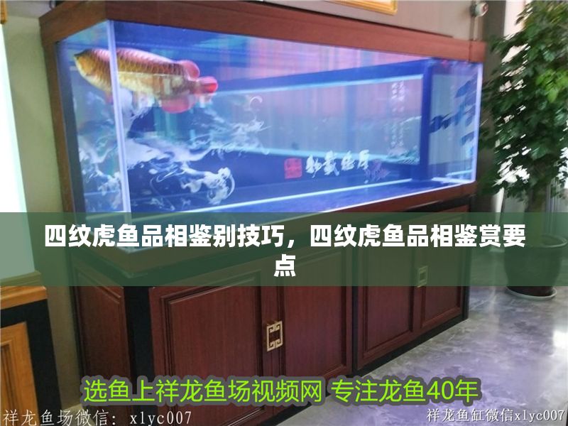 四紋虎魚品相鑒別技巧，四紋虎魚品相鑒賞要點