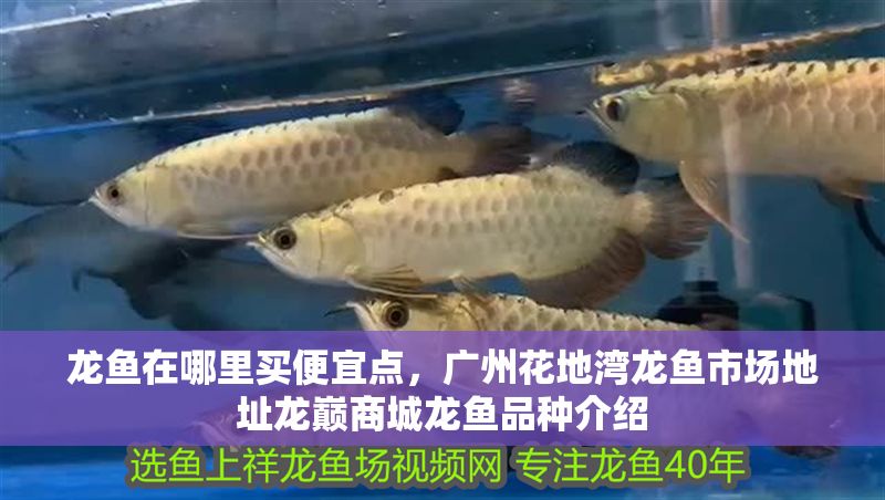龍魚在哪里買便宜點，廣州花地灣龍魚市場地址龍巔商城龍魚品種介紹