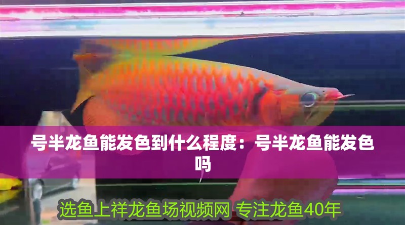 號(hào)半龍魚能發(fā)色到什么程度：號(hào)半龍魚能發(fā)色嗎