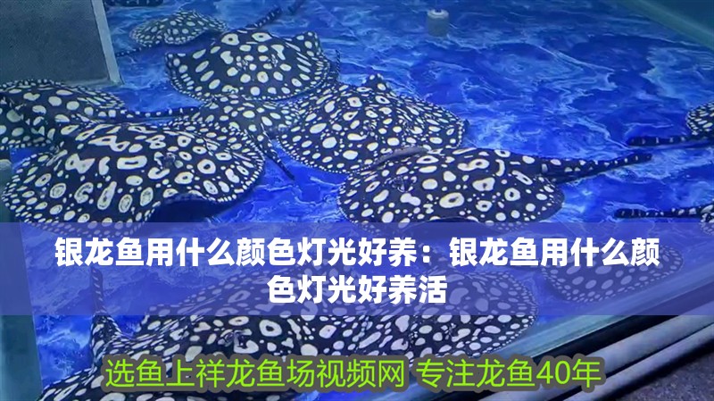 銀龍魚用什么顏色燈光好養(yǎng)：銀龍魚用什么顏色燈光好養(yǎng)活