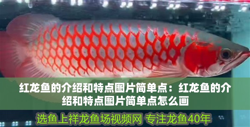 紅龍魚的介紹和特點(diǎn)圖片簡單點(diǎn)：紅龍魚的介紹和特點(diǎn)圖片簡單點(diǎn)怎么畫