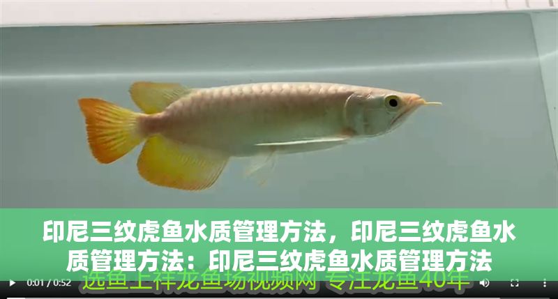 印尼三紋虎魚水質管理方法，印尼三紋虎魚水質管理方法：印尼三紋虎魚水質管理方法 印尼三紋虎魚水質管理方法，印尼三紋虎魚水質管理方法：印尼三紋虎魚水質管理方法 虎魚百科 第2張
