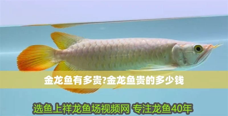 金龍魚有多貴?金龍魚貴的多少錢
