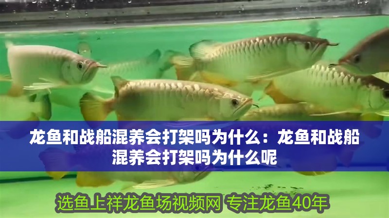 觀賞魚(yú) 龍魚(yú)和戰(zhàn)船混養(yǎng)會(huì)打架嗎為什么:龍魚(yú)和戰(zhàn)船混養(yǎng)會(huì)打架嗎為什么呢 水族問(wèn)答 龍魚(yú)和戰(zhàn)船混養(yǎng)會(huì)打架嗎為什么:龍魚(yú)和戰(zhàn)船混養(yǎng)會(huì)打架嗎為什么呢 龍魚(yú)和戰(zhàn)船混養(yǎng)會(huì)打架嗎為什么:龍魚(yú)和戰(zhàn)船混養(yǎng)會(huì)打架嗎為什么呢 水族問(wèn)答