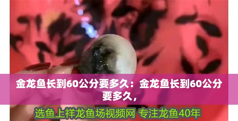 金龍魚長到60公分要多久：金龍魚長到60公分要多久，