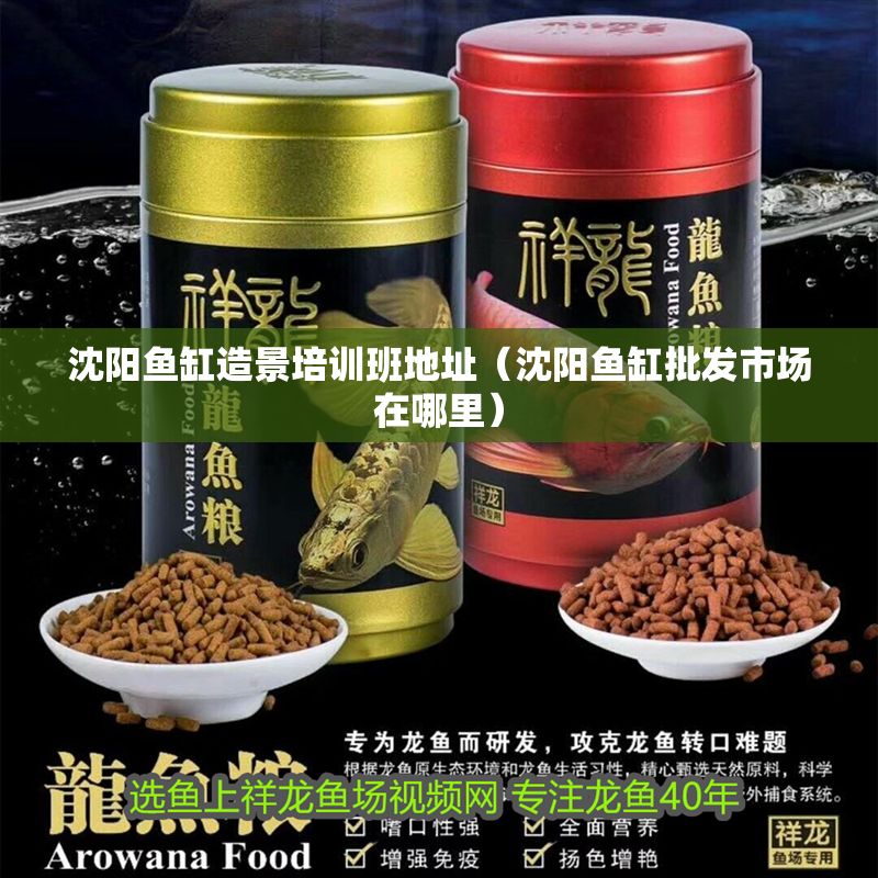 沈陽魚缸造景培訓班地址(沈陽魚缸批發市場在哪里) 龍魚百科 第1張 沈陽魚缸造景培訓班地址(沈陽魚缸批發市場在哪里) 沈陽魚缸造景培訓班地址(沈陽魚缸批發市場在哪里) 龍魚百科 第1張