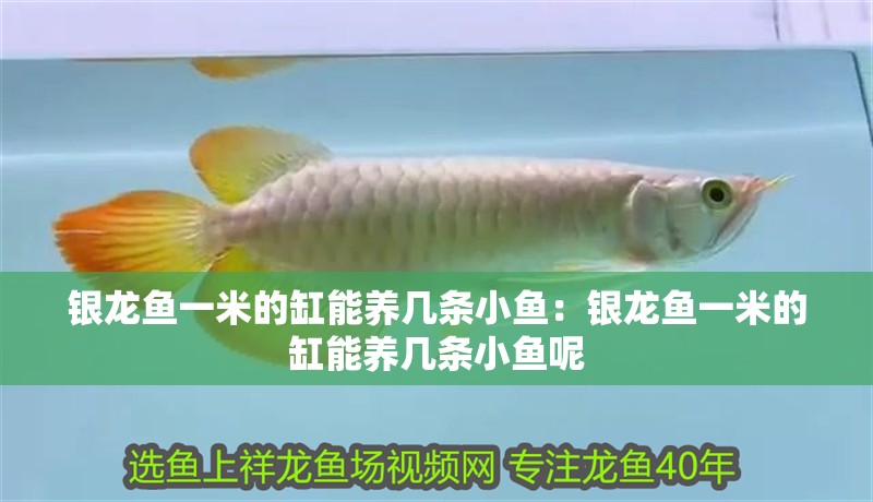 銀龍魚一米的缸能養幾條小魚：銀龍魚一米的缸能養幾條小魚呢