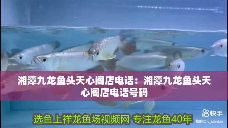 湘潭九龍魚頭天心閣店電話：湘潭九龍魚頭天心閣店電話號碼 湘潭九龍魚頭天心閣店電話：湘潭九龍魚頭天心閣店電話號碼 水族問答
