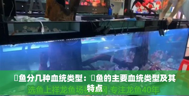 魟魚分幾種血統類型：魟魚的主要血統類型及其特點