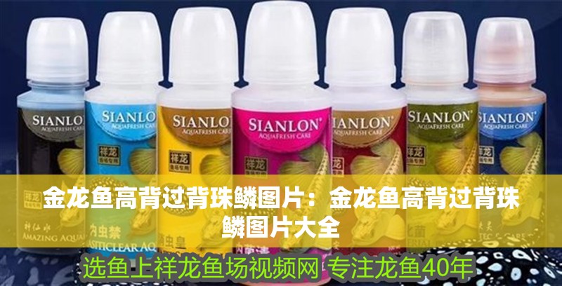 金龍魚高背過背珠鱗圖片：金龍魚高背過背珠鱗圖片大全 金龍魚高背過背珠鱗圖片：金龍魚高背過背珠鱗圖片大全 水族問答