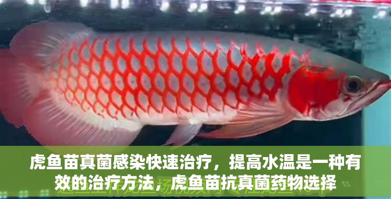 虎魚苗真菌感染快速治療，提高水溫是一種有效的治療方法，虎魚苗抗真菌藥物選擇