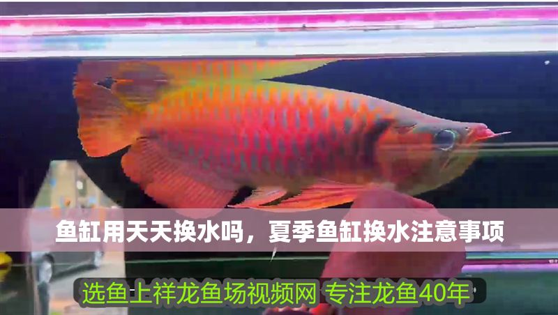 魚缸用天天換水嗎,夏季魚缸換水注意事項