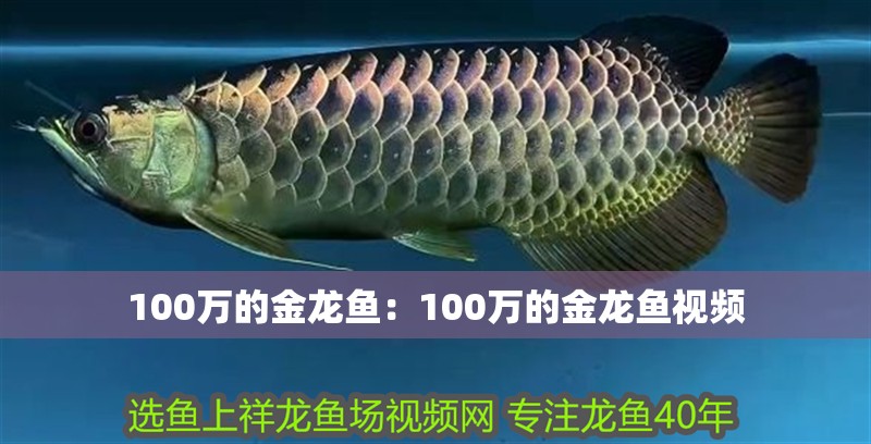 100萬的金龍魚：100萬的金龍魚視頻
