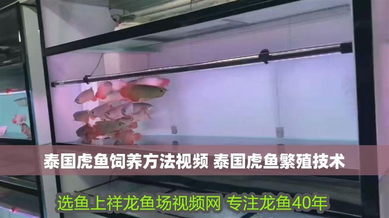 泰國虎魚飼養方法視頻 泰國虎魚繁殖技術
