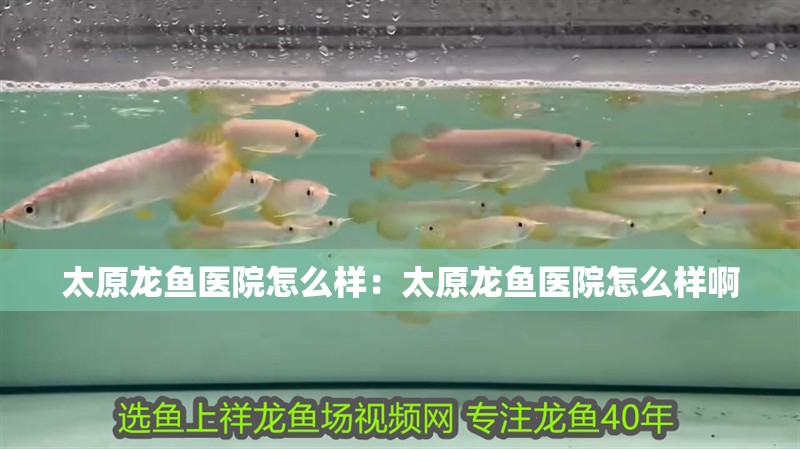 太原龍魚醫(yī)院怎么樣：太原龍魚醫(yī)院怎么樣啊