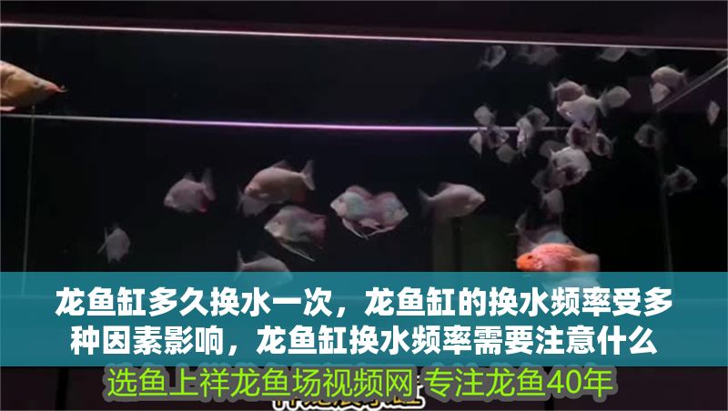 龍魚缸多久換水一次，龍魚缸的換水頻率受多種因素影響，龍魚缸換水頻率需要注意什么