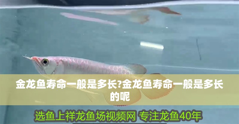 金龍魚壽命一般是多長?金龍魚壽命一般是多長的呢 金龍魚壽命一般是多長?金龍魚壽命一般是多長的呢 水族問答