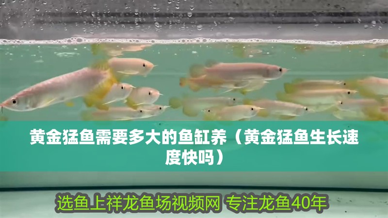 黃金猛魚需要多大的魚缸養（黃金猛魚生長速度快嗎）