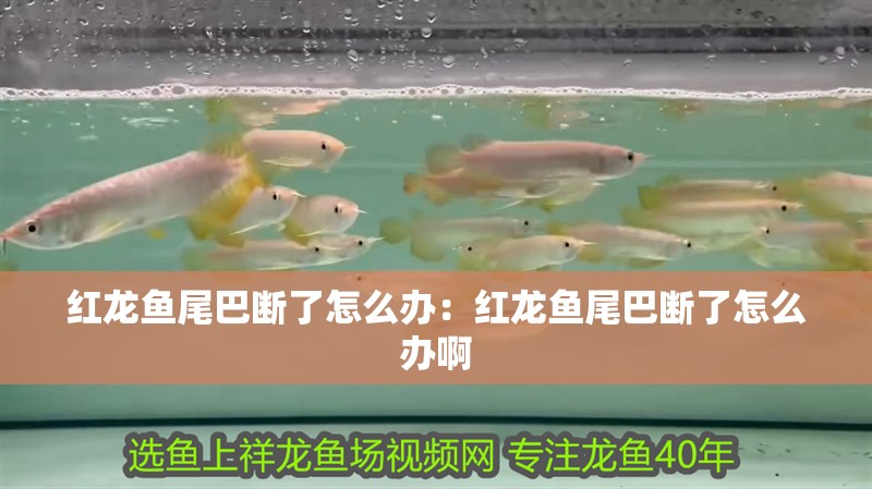 紅龍魚尾巴斷了怎么辦:紅龍魚尾巴斷了怎么辦啊 水族問答 紅龍魚尾巴斷了怎么辦:紅龍魚尾巴斷了怎么辦啊 紅龍魚尾巴斷了怎么辦:紅龍魚尾巴斷了怎么辦啊 水族問答