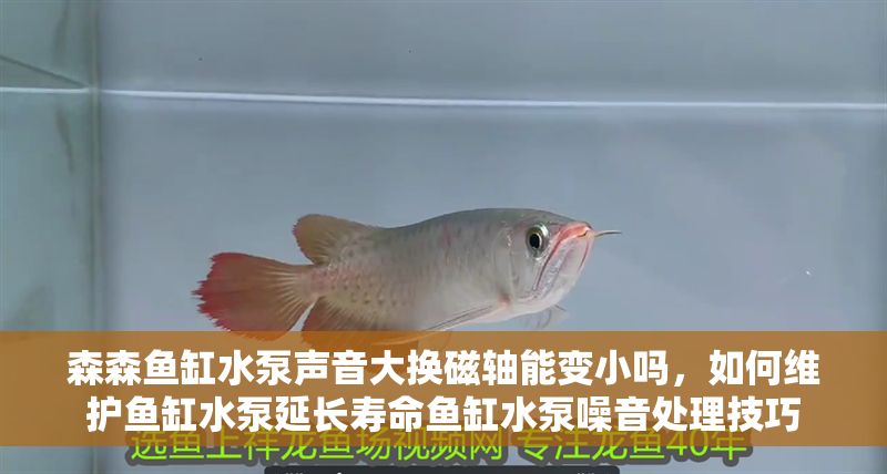 森森魚(yú)缸水泵聲音大換磁軸能變小嗎，如何維護(hù)魚(yú)缸水泵延長(zhǎng)壽命魚(yú)缸水泵噪音處理技巧