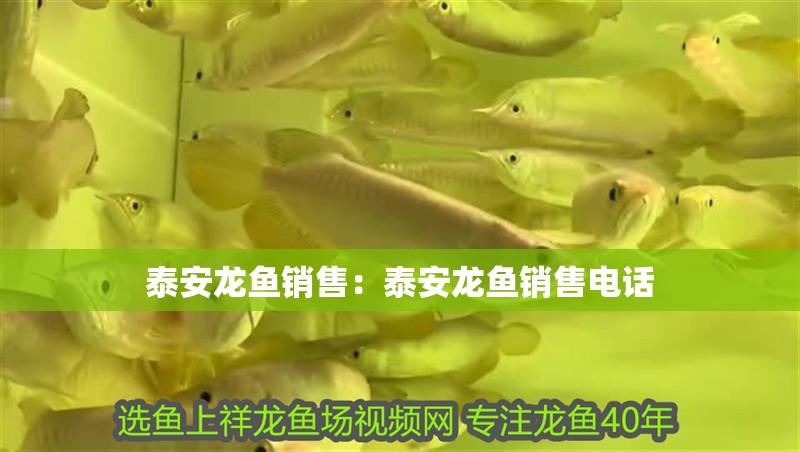泰安龍魚銷售：泰安龍魚銷售電話